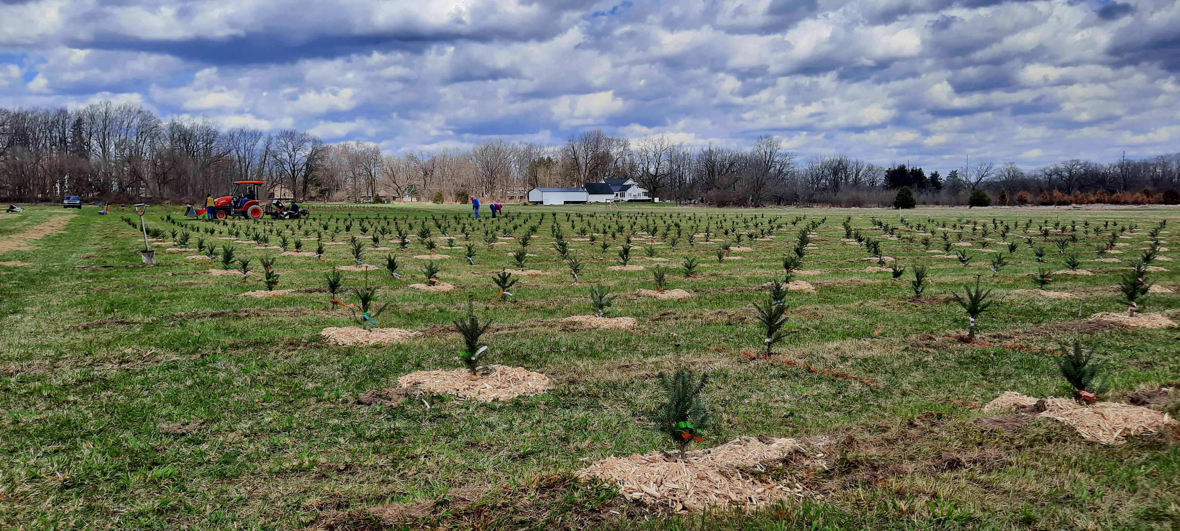 New Christmas tree plantings in a large field.